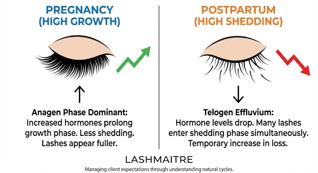 LASHMAITRE chart illustrating the differences in lash retention between pregnancy (high growth) and postpartum (high shedding), emphasizing the importance of managing client expectations and using a pregnancy safe lash glue.