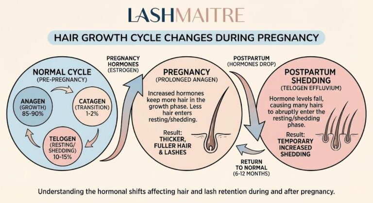 LASHMAITRE infographic chart illustrating the impact of pregnancy hormones on the hair growth cycle, showing prolonged anagen phase leading to thicker lashes during pregnancy and increased postpartum shedding (telogen effluvium) affecting extension retention.