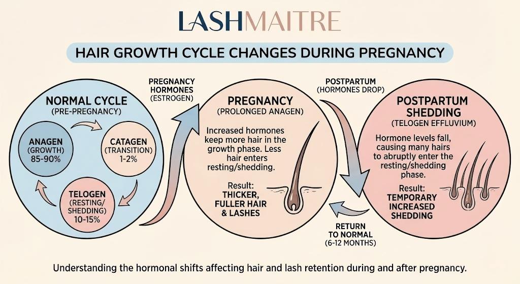 LASHMAITRE infographic chart illustrating the impact of pregnancy hormones on the hair growth cycle, showing prolonged anagen phase leading to thicker lashes during pregnancy and increased postpartum shedding (telogen effluvium) affecting extension retention.